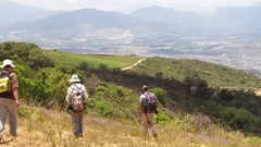 Thereianthus spicatus