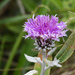 Vernonia macrocephala - Photo (c) Ary Mailhos, some rights reserved (CC BY-NC), uploaded by Ary Mailhos