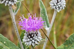 Lessingianthus macrocephalus