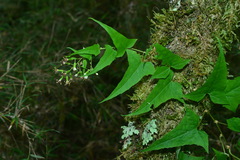 Parasenecio nokoensis
