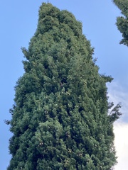 Cupressaceae