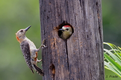 Red-Crowned Woodpecker photo 6