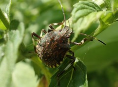 Halyomorpha halys