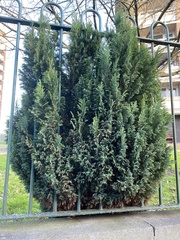 Chamaecyparis lawsoniana