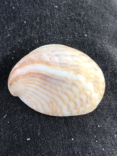 Common Atlantic Slippersnail