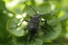 Halyomorpha halys