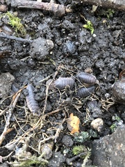 Porcellio scaber
