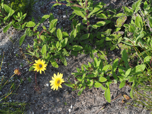 Arctotis scabra Thunb.