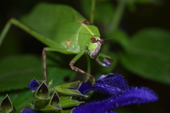 Stilpnochlora thoracica
