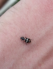 Eriopis connexa