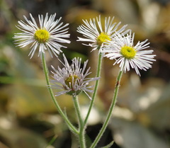 Erigeron glabellus pubescens