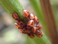 Halyomorpha halys