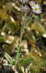 Erigeron glabellus pubescens