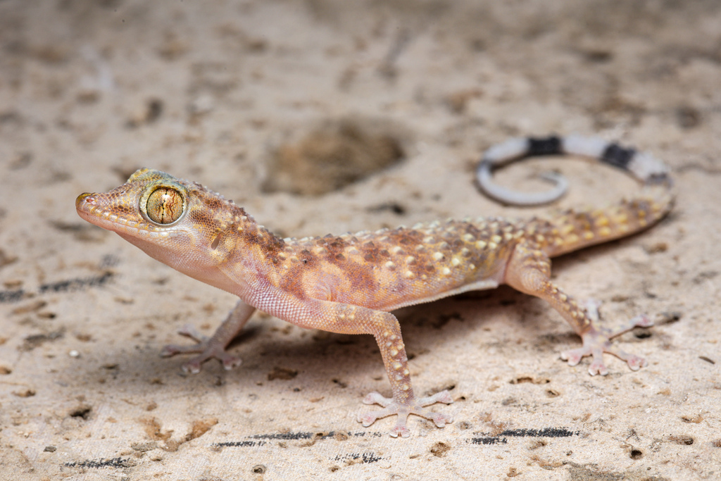 Zagros Leaf-Toed Gecko