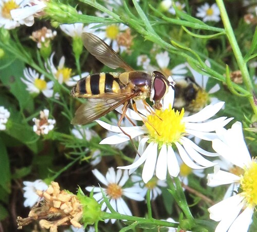 Unknown species found near Saratoga County, NY, USA
