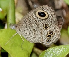 Ypthima baldus newboldi