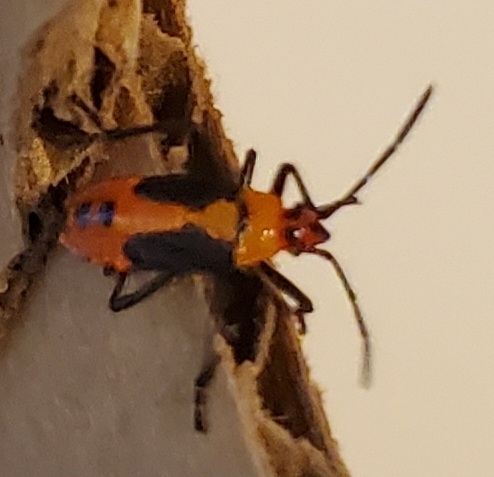 Large Milkweed Bug photographed in Kentucky