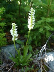 Spiranthes romanzoffiana