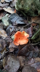 Cantharellus coccolobae