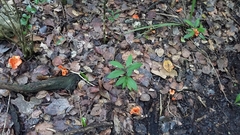 Cantharellus coccolobae