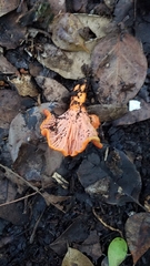 Cantharellus coccolobae