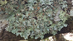 Punctelia hypoleucites