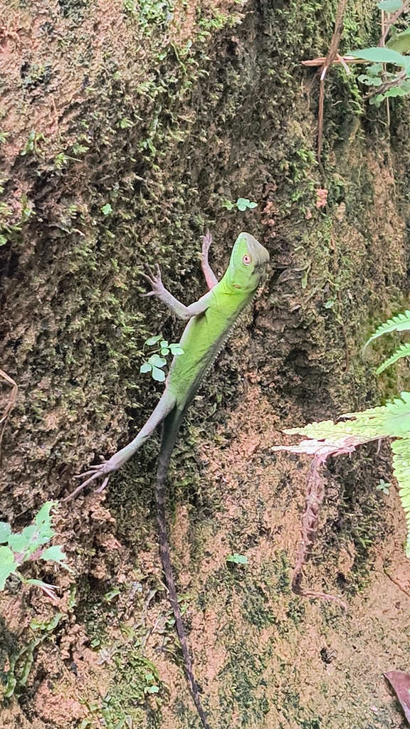 Jackson's Fathead Anole