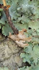 Punctelia hypoleucites