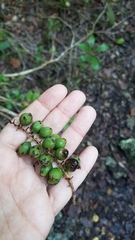 Coccoloba diversifolia