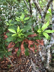 Xylella fastidiosa