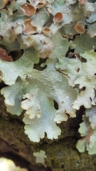 Punctelia hypoleucites