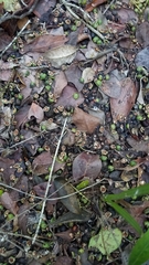 Coccoloba diversifolia