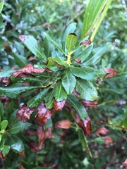 Xylella fastidiosa