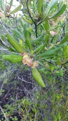 Coccoloba diversifolia
