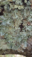 Punctelia hypoleucites