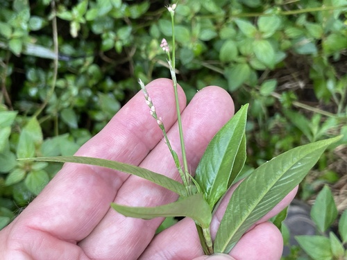 Persicaria longiseta, photograph 4