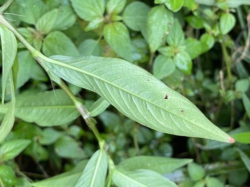 Persicaria longiseta, photograph 6