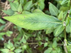 Persicaria longiseta, photograph Engers, CC BY, iNaturalist via GBIF