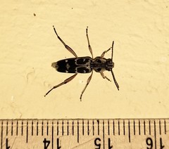 Xylotrechus smei