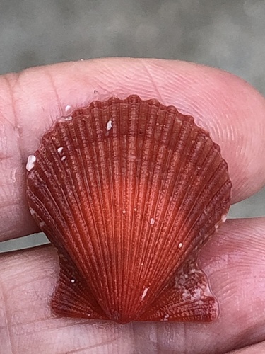 taxonomy_inaturalist image for Aequipecten muscosus