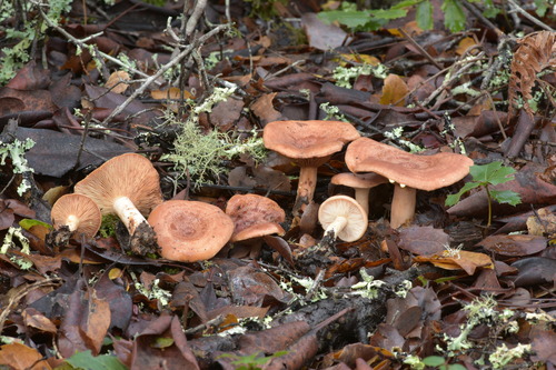 Yellow-staining Milk Cap