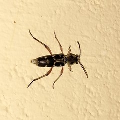 Xylotrechus smei