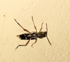 Xylotrechus smei