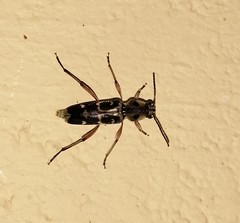 Xylotrechus smei