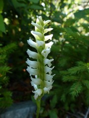 Spiranthes romanzoffiana
