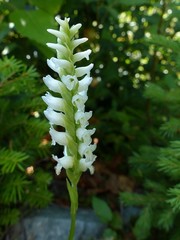 Spiranthes romanzoffiana