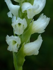 Spiranthes romanzoffiana