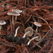 Psathyrella Sect. Pennatae - Photo (c) Alan Rockefeller, some rights reserved (CC BY), uploaded by Alan Rockefeller