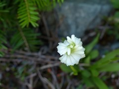 Spiranthes romanzoffiana