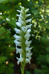 Spiranthes romanzoffiana